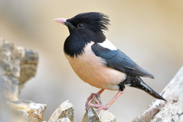 Rosy starling (pastor roseus)