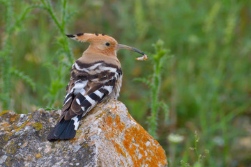 Hoopoe (Upupa epops) on a rock