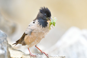 Rosy starling (Pastor roseus)