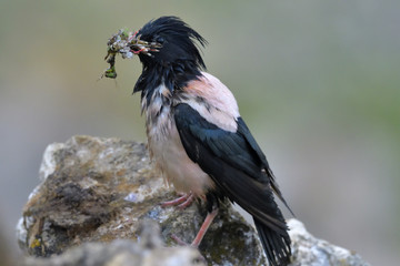 Rosy starling (Pastor roseus)