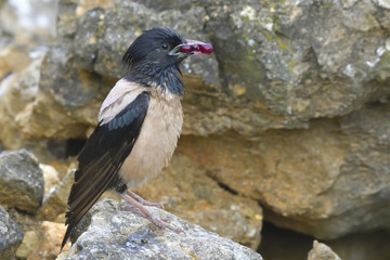 Rosy starling (Pastor roseus)