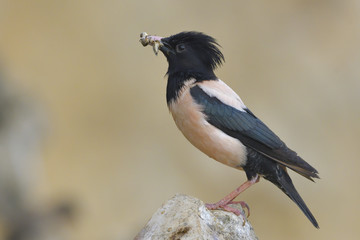 Rosy starling (Pastor roseus)