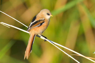 Bearded Reedling (Panurus biarmicus)