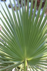 Summer vegetation