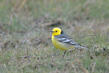 Citrine wagtail on the ground