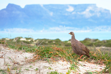 Cape spurfowl (Pternistis capensis) on background of Table Mountain, Cape Town