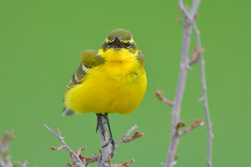 Yellow Wagtail in Springtime