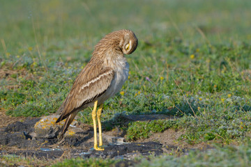 Eurasian stone curlew on the ground