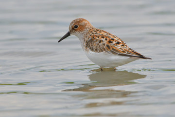 Little stint in shallow water