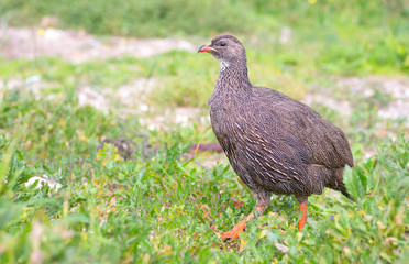 Cape spurfowl (Pternistis capensis) in Table Bay Nature Reserve