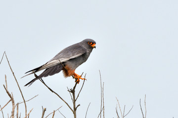 Red footed falcon in top of a tree