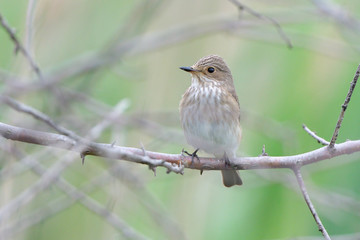 Spotted flycatcher (Muscicapa striata)
