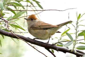 Eurasian blackcap (Sylvia atricapilla), female