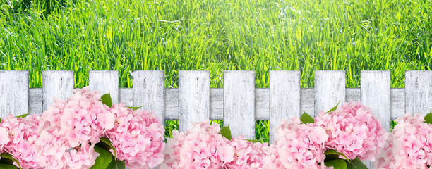 Springtime or summer background with wooden fence in Shabby Chic style, hydrangea flowers and grass