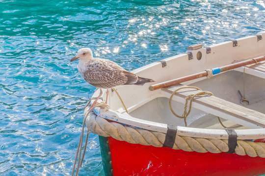 mouette sur barque de pêche traditionnelle, Portofino, Italie 