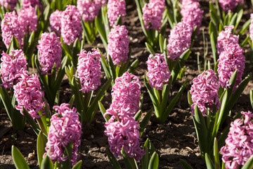 Fototapeta premium Hyacinths Muscári growing on a flower bed