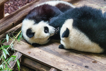 Fototapeta premium Panda géant