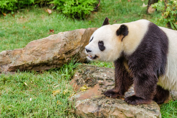 Obraz na płótnie Canvas Panda géant