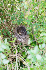 Empty bird nest