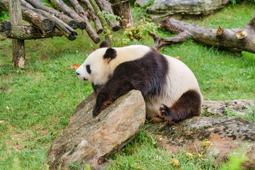 Plakat Panda géant