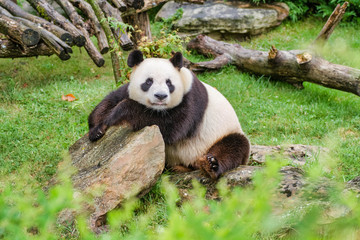 Panda g&eacute;ant