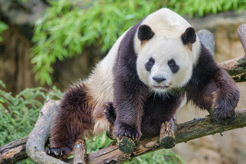 Obraz premium Panda géant