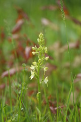 Platanthère à deux feuilles (Platanthera bifolia)