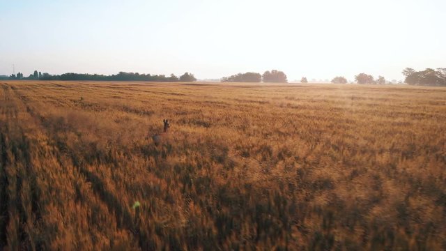 Aerial drone shot over a field during sunset,sunrise