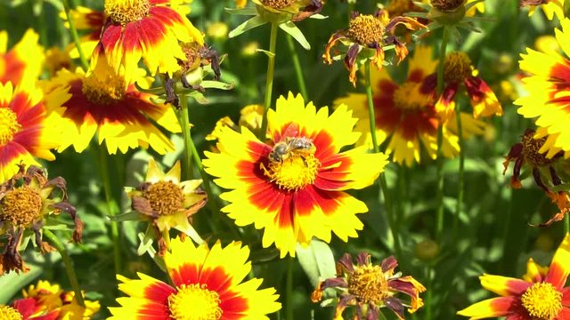A bee collecting pollen from a plant in summer.