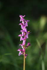 Orchis de mai (Dactylorhiza majalis)