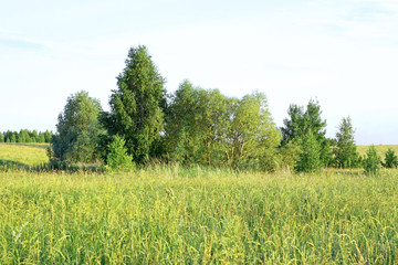 summer green trees among the green grass in the field
