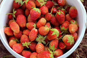 Bucket of freshly picked strawberries in summer garden