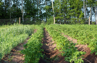 potatoes growing in the garden green rows