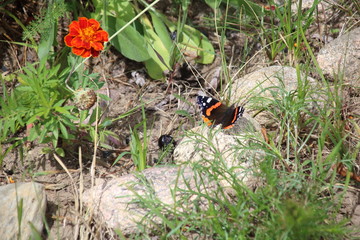 Red Admiral Butterfly ,Vanessa Atlanta