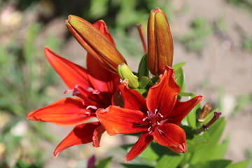 Orange lily flower