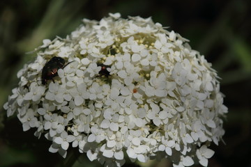 Flowers of smooth hydrangea ( Hydrangea arborescens )