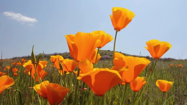 California poppies in a green meadow with a blue sky swaying in the breeze.