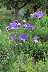 Bellflower Campanula carpatica