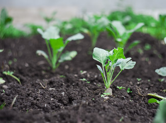 green fresh crop of salad and vegetables in the garden. closeup