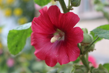 Naklejka premium Pink flowers bloom in a meadow