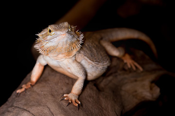 A close up front view of a bearded dragon. It is standing on an old log looking slightly upwards. Its body pointing towards the camera. The background is black with copy space