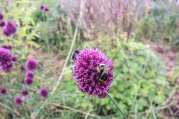 Blooming violet onion plant in garden. Field of honey flowers and bees