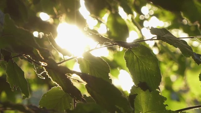 Sunflare through ahe leaves of a big tree during sunset in the summer in a big forest / park. Close-Up. Slow-Motion.