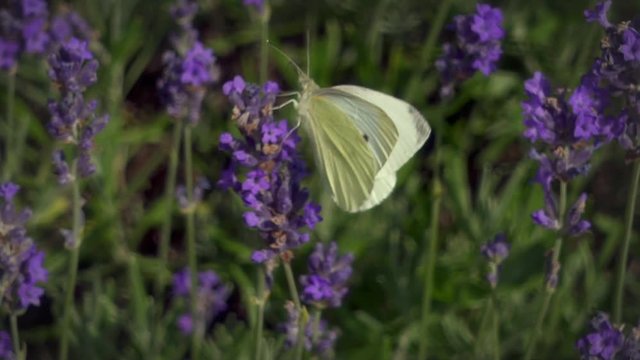 Slow-Motion of Bee / bumble bee and a White Butterfly on a flowering lavender meadow. Garden, Nature, Flora, Fauna.