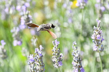 La sfinge del Galio, o insetto colibrì, sul fiore di lavanda.