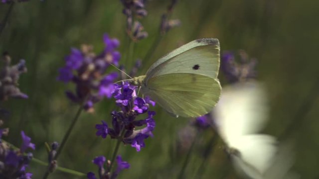 Slow-Motion of White Butterfly on a flowering lavender meadow.