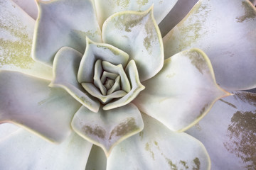 Echeveria succulent plant