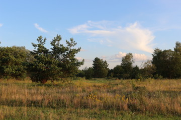 Fototapeta premium Evening in the meadow