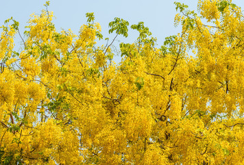 golden shower flower trees day time.