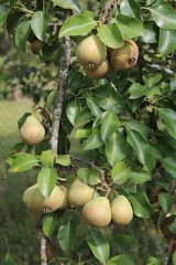 Pear fruit on a branch
